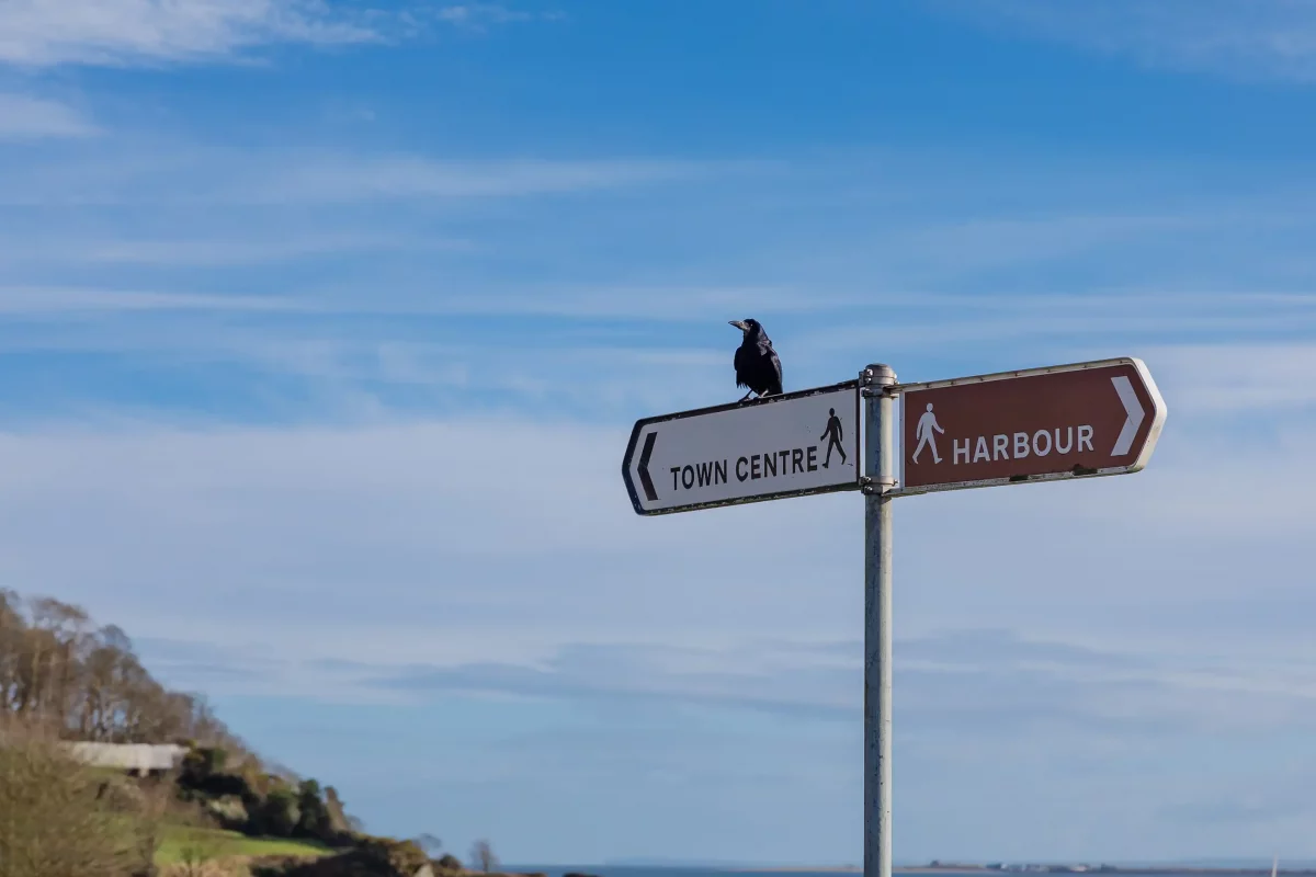 Raven perched on a brown pedestrian sign pointing toward a Cornish town centre and harbour, with blue coastal sky in the background.